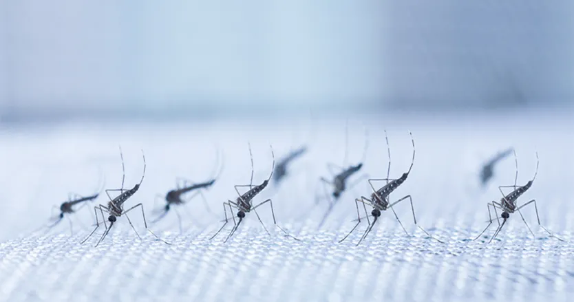 Aedes aegypti mosquitoes on a mosquito net