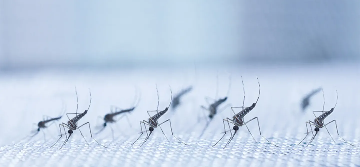 mosquitoes