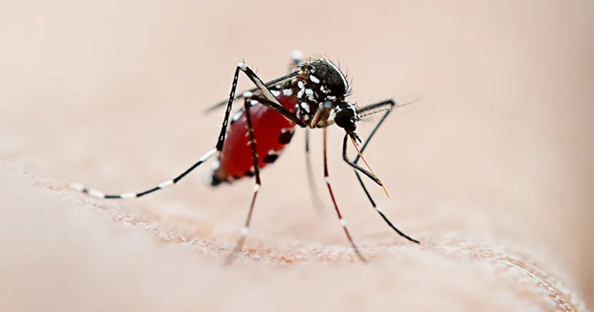 Identified Dengue Mosquito Bite Image