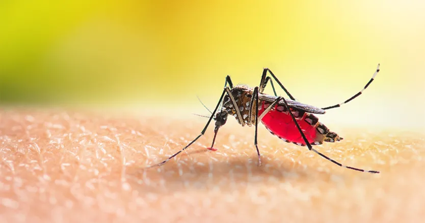 Mosquito bite that can cause dengue symptoms in adults