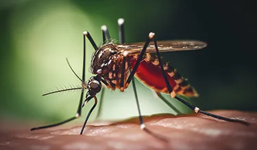Aedes aegypti mosquito