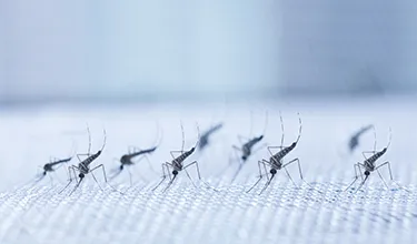 mosquitoes