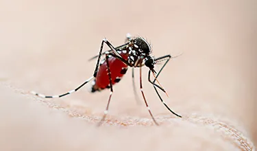 Identified Dengue Mosquito Bite Image