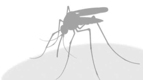 Dengue mosquito shadow