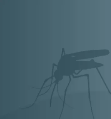 Mosquito